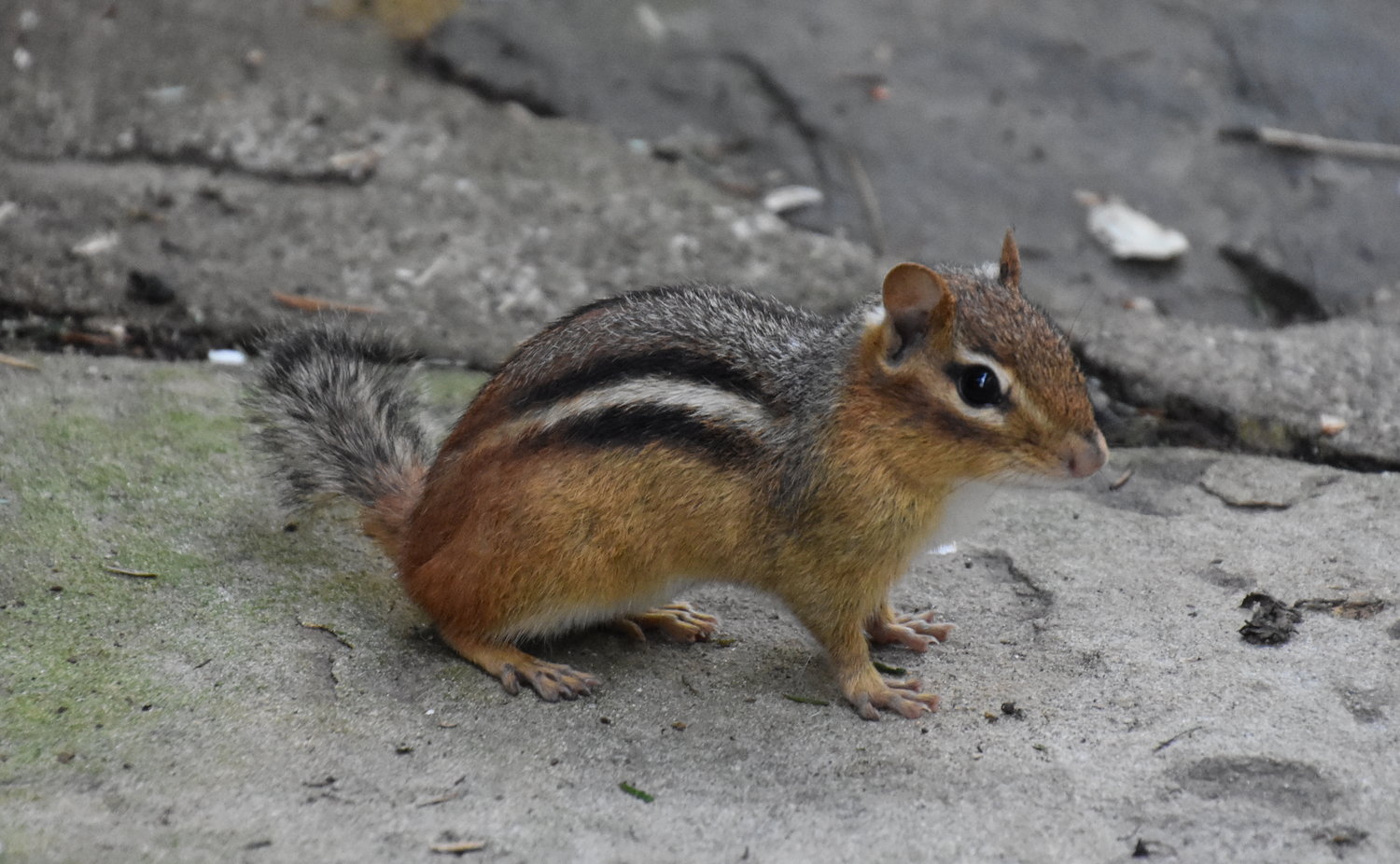 The Eastern chipmunk averages nine to 10 inches in length, including its tail. The fur is mostly tan- to cinnamon-colored, with swaths of gray, and there are black-and-white stripes running along its sides. This combination serves it well for the purposes of camouflage on the forest floor. Chipmunks are well adapted to woodland habitats, climbing trees with ease and navigating among rocks and stumps with great speed.